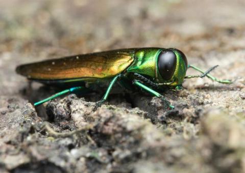 emerald ash borer